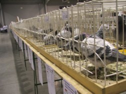 Ogólnopolska wystawa gołębi pocztowych