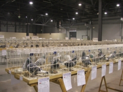 Wystawa gołębi pocztowych